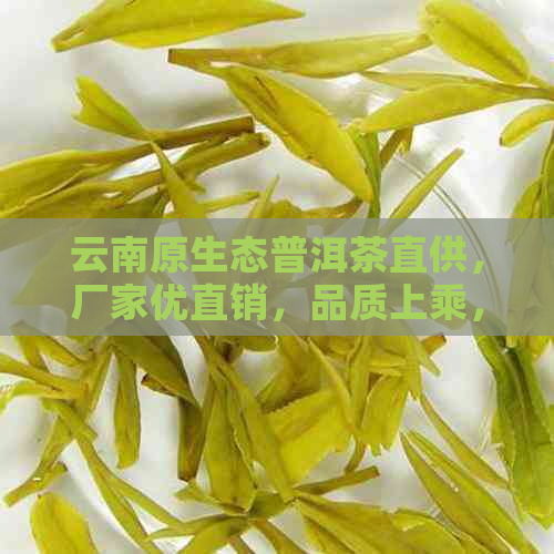 云南原生态普洱茶直供，厂家优直销，品质上乘，古树茶精选