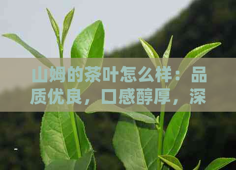 山姆的茶叶怎么样：品质优良，口感醇厚，深受会员喜爱。