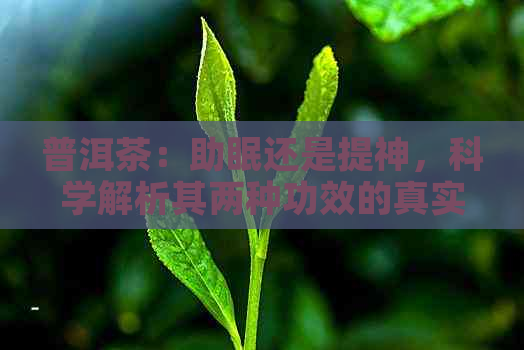 普洱茶：助眠还是提神，科学解析其两种功效的真实性