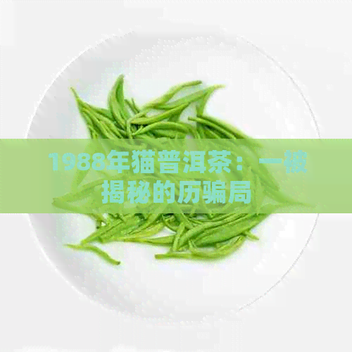 1988年猫普洱茶：一被揭秘的历骗局