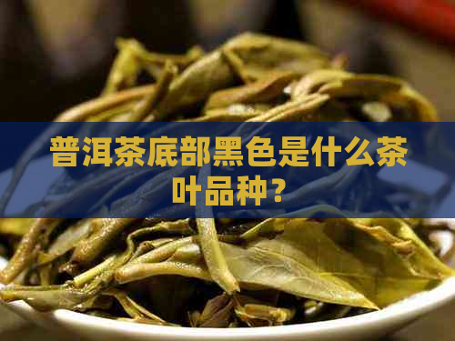 普洱茶底部黑色是什么茶叶品种？