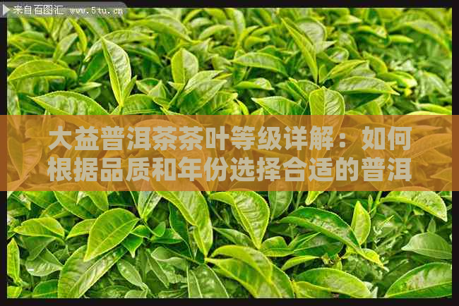 大益普洱茶茶叶等级详解：如何根据品质和年份选择合适的普洱茶？