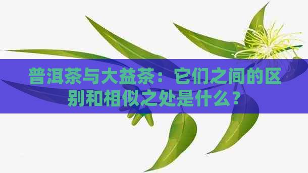 普洱茶与大益茶：它们之间的区别和相似之处是什么？