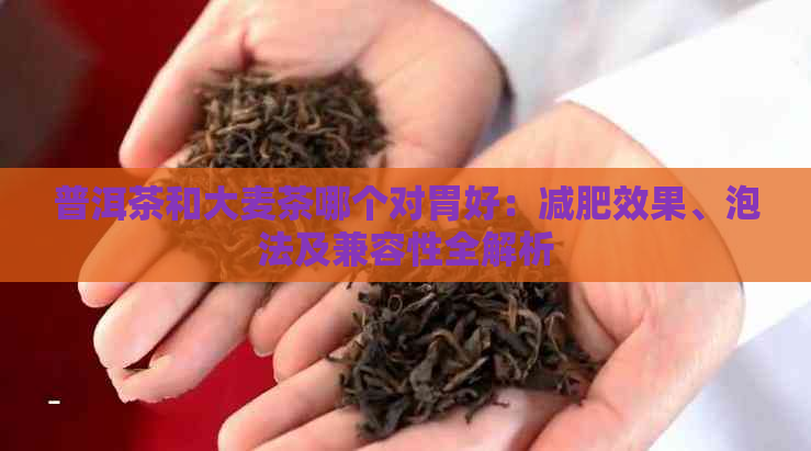 普洱茶和大麦茶哪个对胃好：减肥效果、泡法及兼容性全解析