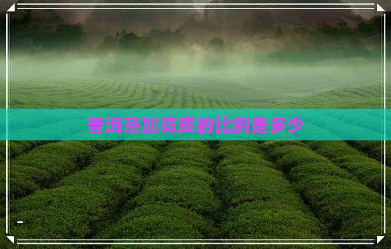 普洱茶加陈皮的比例是多少