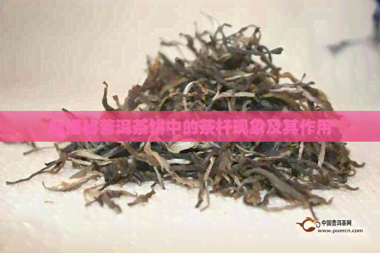 新揭秘普洱茶饼中的茶杆现象及其作用