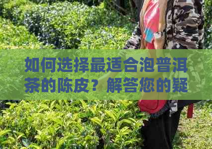 如何选择最适合泡普洱茶的陈皮？解答您的疑问并提供建议