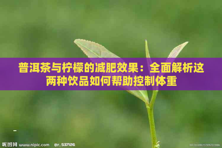 普洱茶与柠檬的减肥效果：全面解析这两种饮品如何帮助控制体重