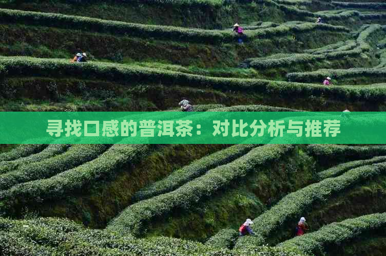 寻找口感的普洱茶：对比分析与推荐