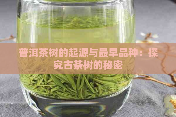 普洱茶树的起源与最早品种：探究古茶树的秘密