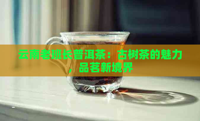 云南老班长普洱茶：古树茶的魅力，品茗新境界