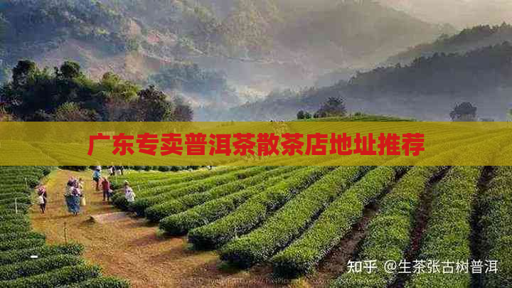 广东专卖普洱茶散茶店地址推荐