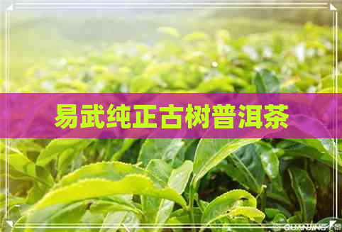 易武纯正古树普洱茶