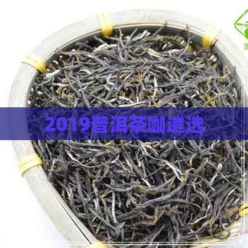 2019普洱茶咖遴选