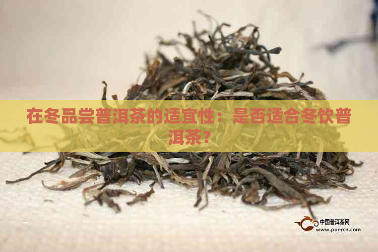 在冬品尝普洱茶的适宜性：是否适合冬饮普洱茶？