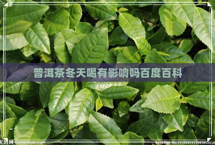 普洱茶冬天喝有影响吗百度百科