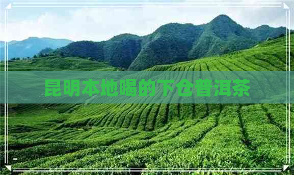 昆明本地喝的下仓普洱茶