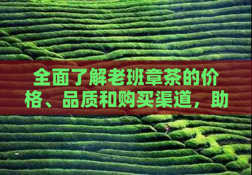 全面了解老班章茶的价格、品质和购买渠道，助您轻松选购正品茶叶