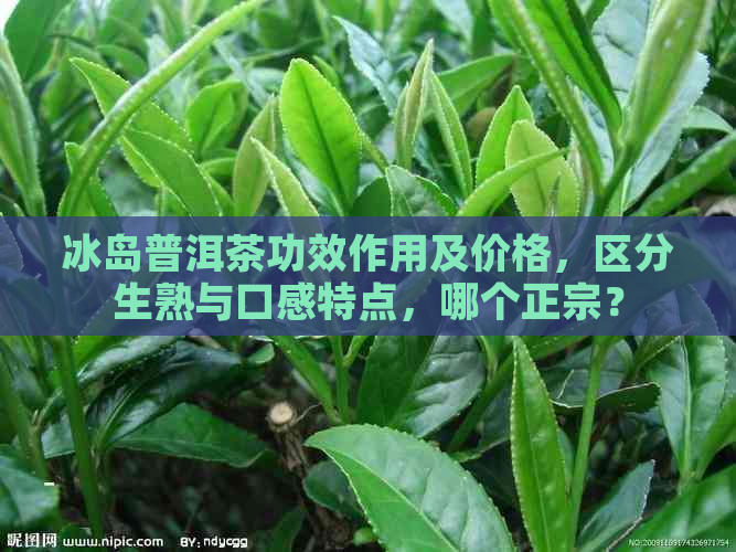 冰岛普洱茶功效作用及价格，区分生熟与口感特点，哪个正宗？