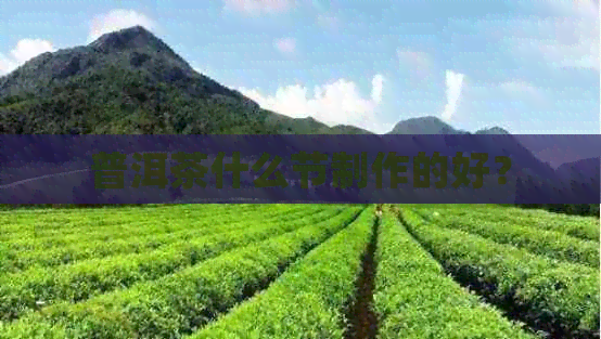 普洱茶什么节制作的好？