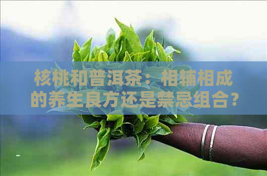 核桃和普洱茶：相辅相成的养生良方还是禁忌组合？