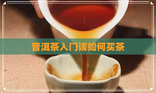 普洱茶入门该如何买茶