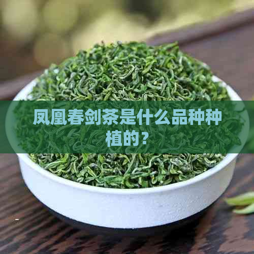 凤凰春剑茶是什么品种种植的？