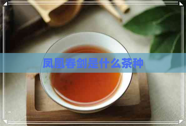 凤凰春剑是什么茶种