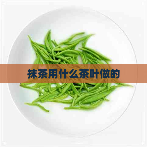 抹茶用什么茶叶做的