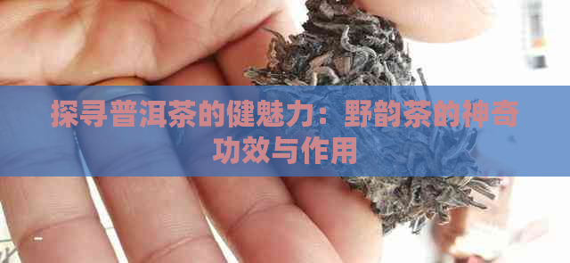 探寻普洱茶的健魅力：野韵茶的神奇功效与作用