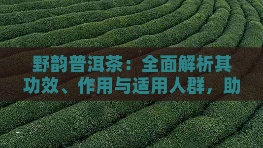 野韵普洱茶：全面解析其功效、作用与适用人群，助你健饮茶