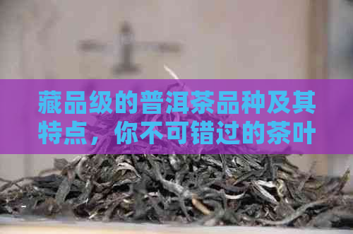 藏品级的普洱茶品种及其特点，你不可错过的茶叶收藏指南