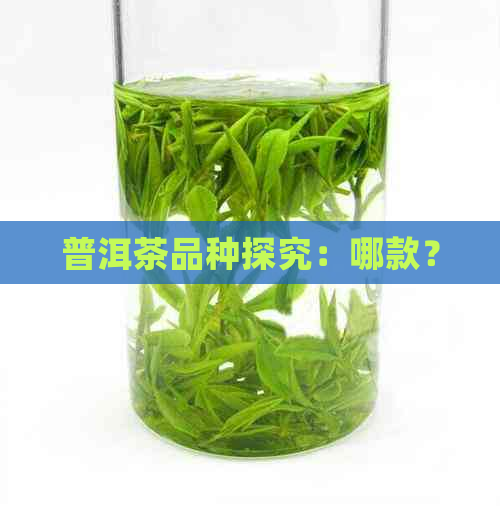 普洱茶品种探究：哪款？