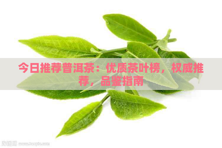 今日推荐普洱茶：优质茶叶榜，权威推荐，品鉴指南