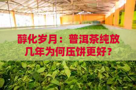 醇化岁月：普洱茶纯放几年为何压饼更好？