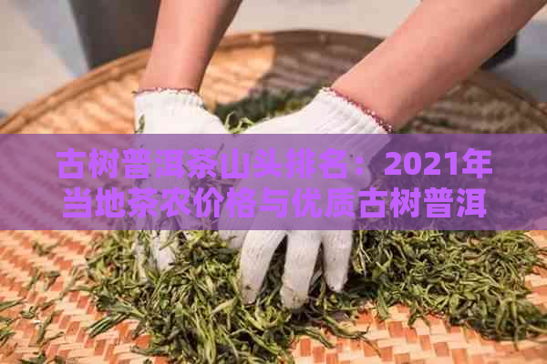 古树普洱茶山头排名：2021年当地茶农价格与优质古树普洱茶叶详解