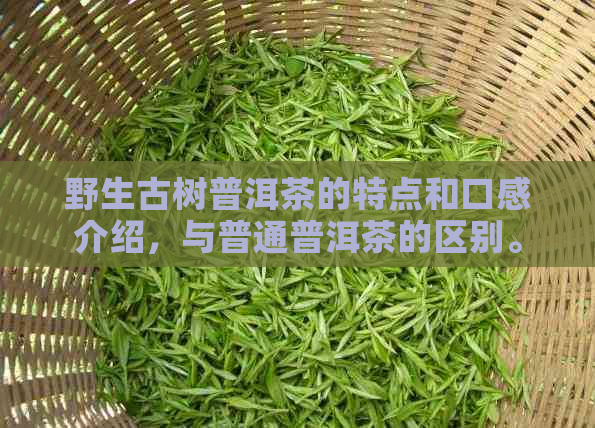 野生古树普洱茶的特点和口感介绍，与普通普洱茶的区别。