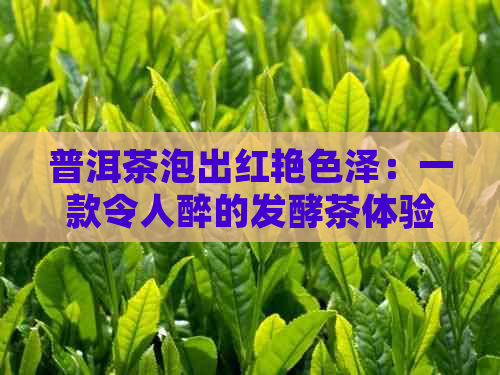 普洱茶泡出红艳色泽：一款令人醉的发酵茶体验