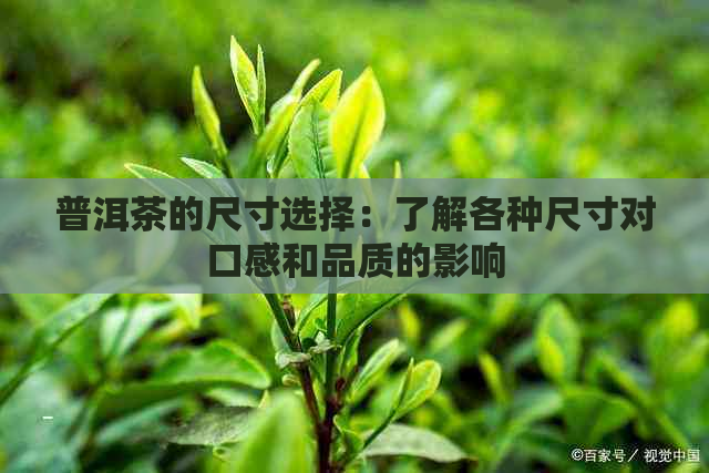 普洱茶的尺寸选择：了解各种尺寸对口感和品质的影响