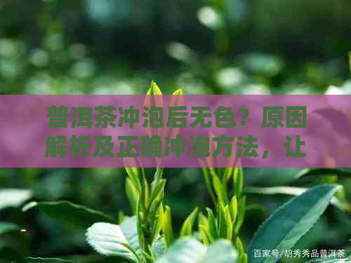 普洱茶冲泡后无色？原因解析及正确冲泡方法，让你喝出好茶的本色！