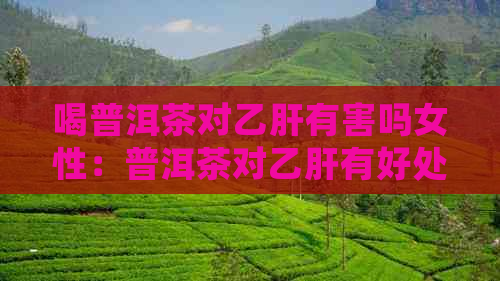 喝普洱茶对乙肝有害吗女性：普洱茶对乙肝有好处吗？