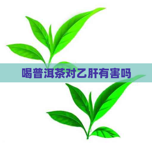 喝普洱茶对乙肝有害吗