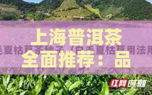 上海普洱茶全面推荐：品味口感与品质的完美结合，助您轻松选到心仪好茶