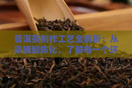 普洱茶制作工艺全解析：从采摘到陈化，了解每一个环节的要点