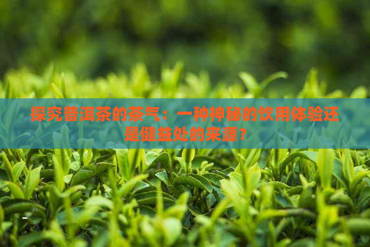 探究普洱茶的茶气：一种神秘的饮用体验还是健益处的来源？