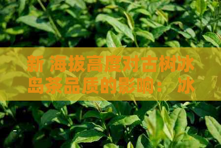 新 海拔高度对古树冰岛茶品质的影响： 冰岛茶的独特魅力探究