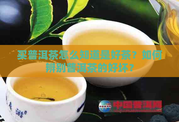 买普洱茶怎么知道是好茶？如何辨别普洱茶的好坏？