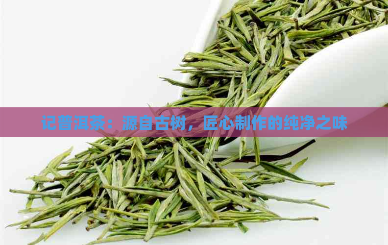 记普洱茶：源自古树，匠心制作的纯净之味