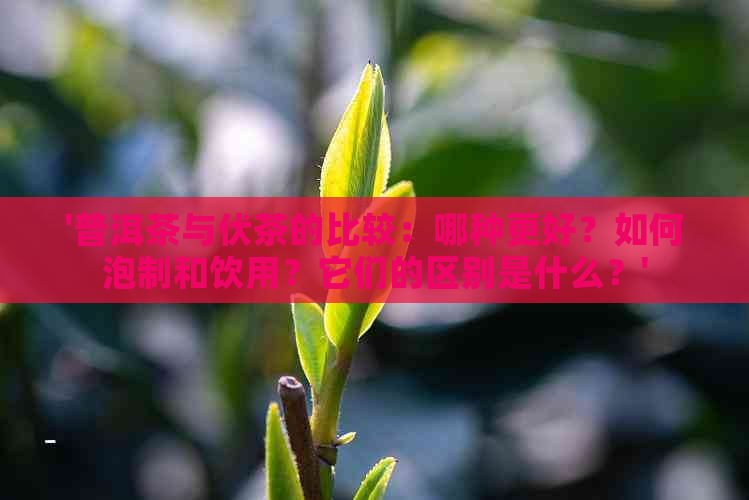 '普洱茶与伏茶的比较：哪种更好？如何泡制和饮用？它们的区别是什么？'