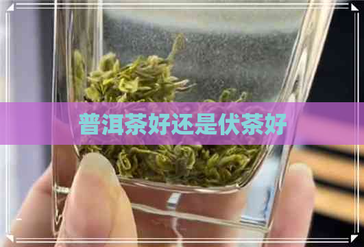 普洱茶好还是伏茶好